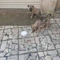 سگ سراب نر و ماده|سگ|رشت, فرزانه|دیوار