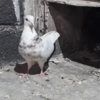 کبوتر