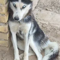 معاوضه هاسکی ماده با ژرمن