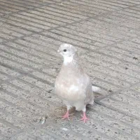 کبوتر فوق پرش|پرنده|گرگان, |دیوار