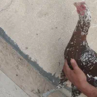 حیوانات مزرعه