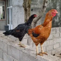 مرغ و خروس لاری