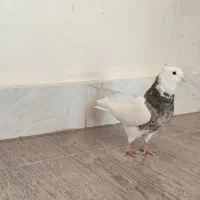 طوق الماسی نر|پرنده|کرمانشاه, |دیوار