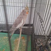 عروس هلندی ماده