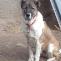 ماده‌ سرابی آماده واگذاری