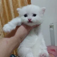 بچه گربه های نژاد دار