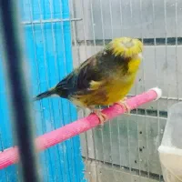 قناری گلاستر اورجینال