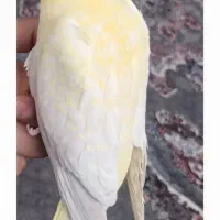لوتینو زعفرانی بالغ ماده
