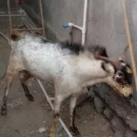 بز نر|حیوانات مزرعه|قلعه قاضی, |دیوار