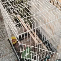 قفس طوطی/عروس هلندی/کبوتر|لوازم جانبی حیوانات|نجف‌آباد, هفده شهریور|دیوار