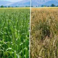 کودارگانیک برای مشاوره رایگان