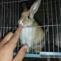 خرگوش