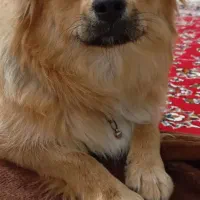 سگ ماده اشپیتز