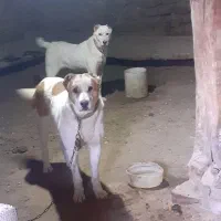 سگ گوسفندی|سگ|شیروان (خراسان), |دیوار