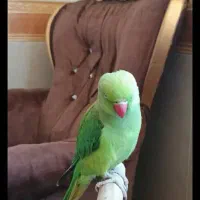 طوطی ملنگو|پرنده|کرمانشاه, |دیوار