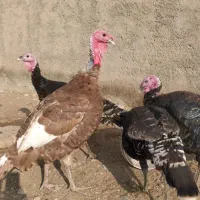 بوقلمون|حیوانات مزرعه|تربت‌حیدریه, ترمینال|دیوار