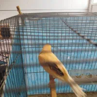 فروش جوجه قناری