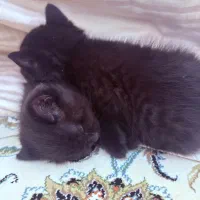 بچه گربه هیمالین بریتیش