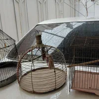 سه عددقفس سالم