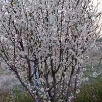 سیم کارت رند