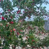 باغ ۵۰۰متری منطقه ویلایی توریستی ماریان باسهمیه آب|فروش زمین و ملک کلنگی|مشهد, درزآب|دیوار