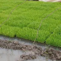 نشابرنج هاشمی اصلاح شده