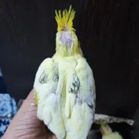 عروس هلندی|پرنده|لار, |دیوار