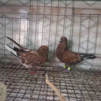 کبوتر