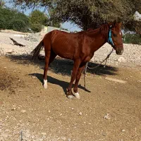 اسب سواری|اسب و تجهیزات اسبسواری|برازجان, |دیوار