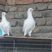 پتی والا|حیوانات|آق قلا, |دیوار