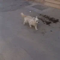 سگ پا کوتاه