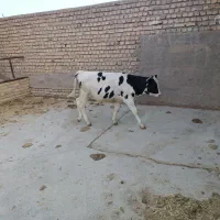 دو راس گوساله نر اصل هولشتاین