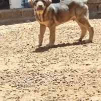 توله پژدر نر آینده دار