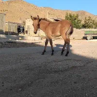 قاطر|حیوانات مزرعه|رودشت (چهارمحال و بختیاری), |دیوار