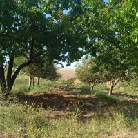 فروش باغ در کوهپایه ای بکر و زیبا نزدیک شهر