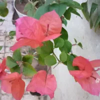 گل کاغذی وکاکتوس