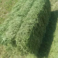 یونجه درجه ۱ و باکیفیت