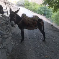 الاغ نر خر|حیوانات مزرعه|سنندج, |دیوار