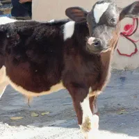 یک راس گوساله ی هلیشتاین نر چهارماهه