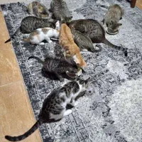 واگذاری رایگان گربه