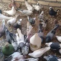 کفتر  همه رنگ   ۲۲جفت    یکجا یکجا