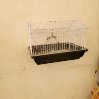 قفس و لونه مرغ عشق و طوطی