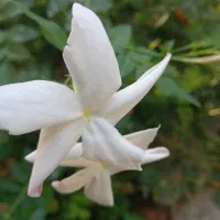 گل وگیاه یاس آبی ،زرد وسفیدخوشبو|گل و گیاه طبیعی|شیراز, شهرک والفجر|دیوار