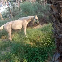 اسب