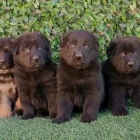 ژرمن نر شپرد شولاین