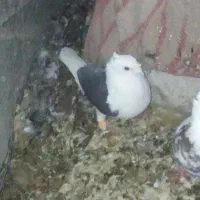 کبوتر پرشی|پرنده|بردسکن, |دیوار