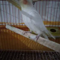 عروس هلندی نر مست