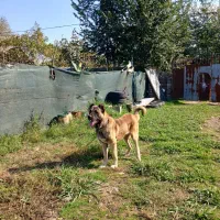 سگ سراب|سگ|رشت, آتشگاه|دیوار