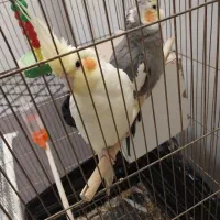 دوتا عروس هلندی بیگ سایز همراه قفس|پرنده|کهک, |دیوار