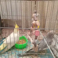 دوعددطوطیعروس|پرنده|رشت, شهرک صبا|دیوار